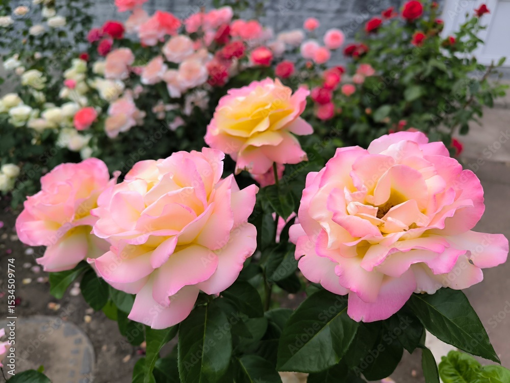 Obraz premium pink and white tulips