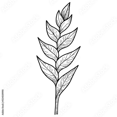 leafs vector illustration