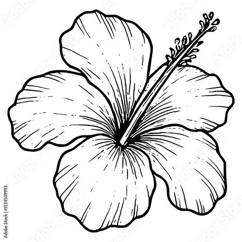 Hibiscus Flowers