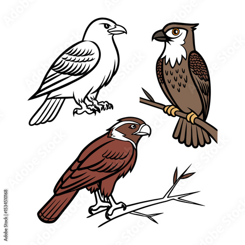Majestic Birds of Prey Raven, Hawk, and Falcon Illustrations