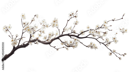 Branch with cherry blossoms isolated on white background 