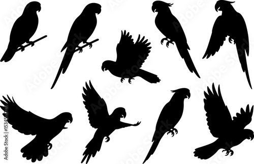 A set of black silhouettes of parrots in various poses, including perched, flying, and different angles.