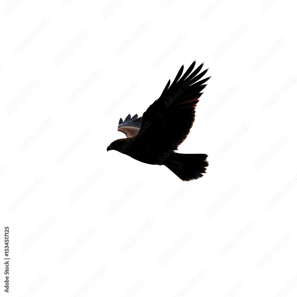 Obraz premium Silhouette of a Majestic Bird in Flight Against a Soft Background for Nature and Wildlife Photography