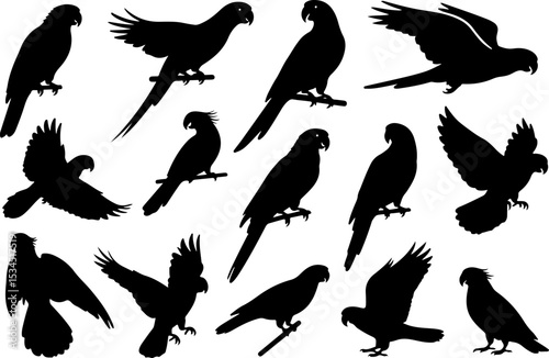 A set of black silhouettes of parrots in various poses, including perched, flying, and different angles.