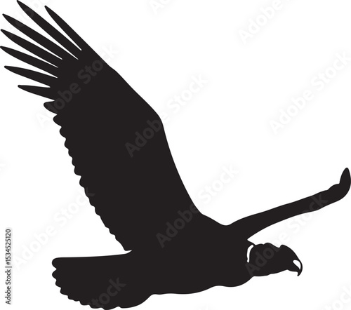 Fotografia Andean Condor – Solid Black Silhouette and Outline Vector Set