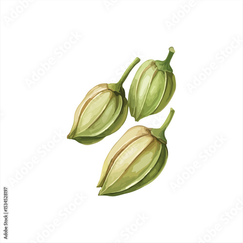 pistachio nut isolated on white background