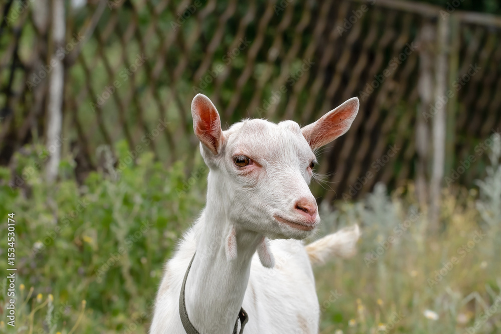 Funny goat grazing on a green grassy lawn. Close up portrait of a funny goat. Fanny Animal. Funny goat grazing on a green grassy lawn. Close up portrait of a funny goat. Fanny Animal.