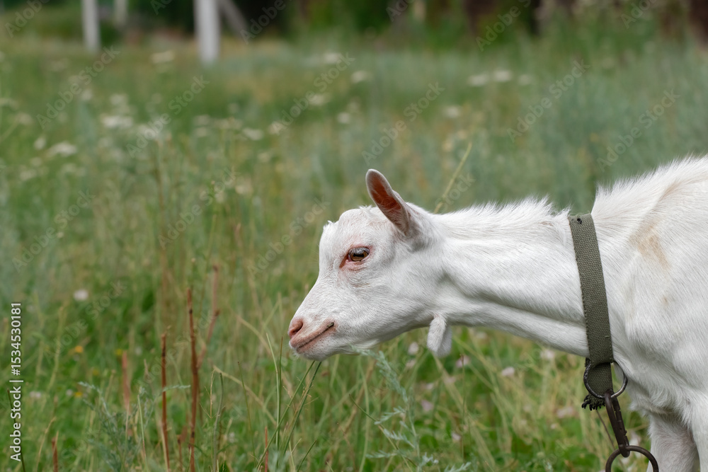 Obraz premium Funny goat grazing on a green grassy lawn. Close up portrait of a funny goat. Fanny Animal.