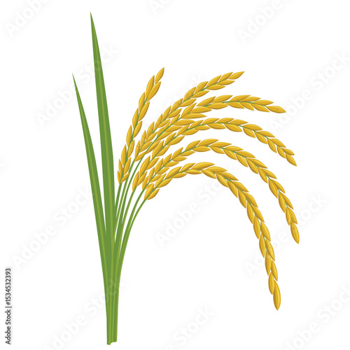 rice plant on a white background. Vector eps 10	