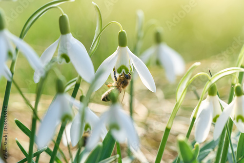 Bee pollinating snowdrop flower in the sunlight. Natural green defocused background.