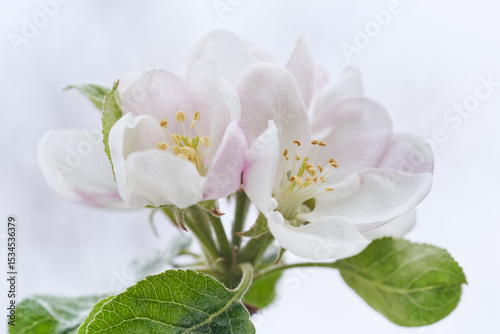 Blooming flower of apple tree in the garden. Close-up of white petals and green leafs on a bright, sunny, natural background.