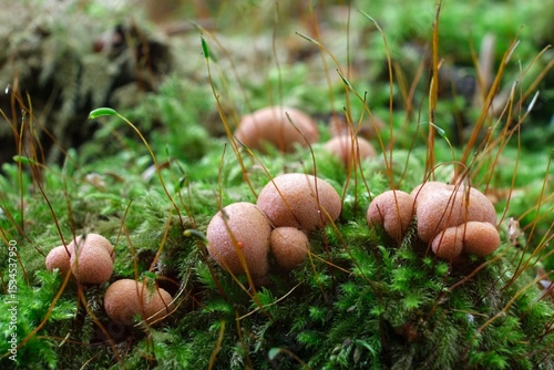 Amazing pink slime mold Lycogala epidendrum in moss in forest - slime molds are interesting organisms between mushrooms and animals  photo