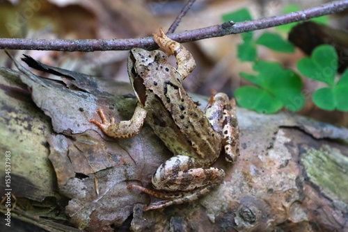 Close up of Common Frog (Rana temporaria) climbing branch in forest