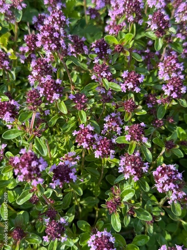 Flowering Thyme Plant with Purple Blossoms in Sunlight