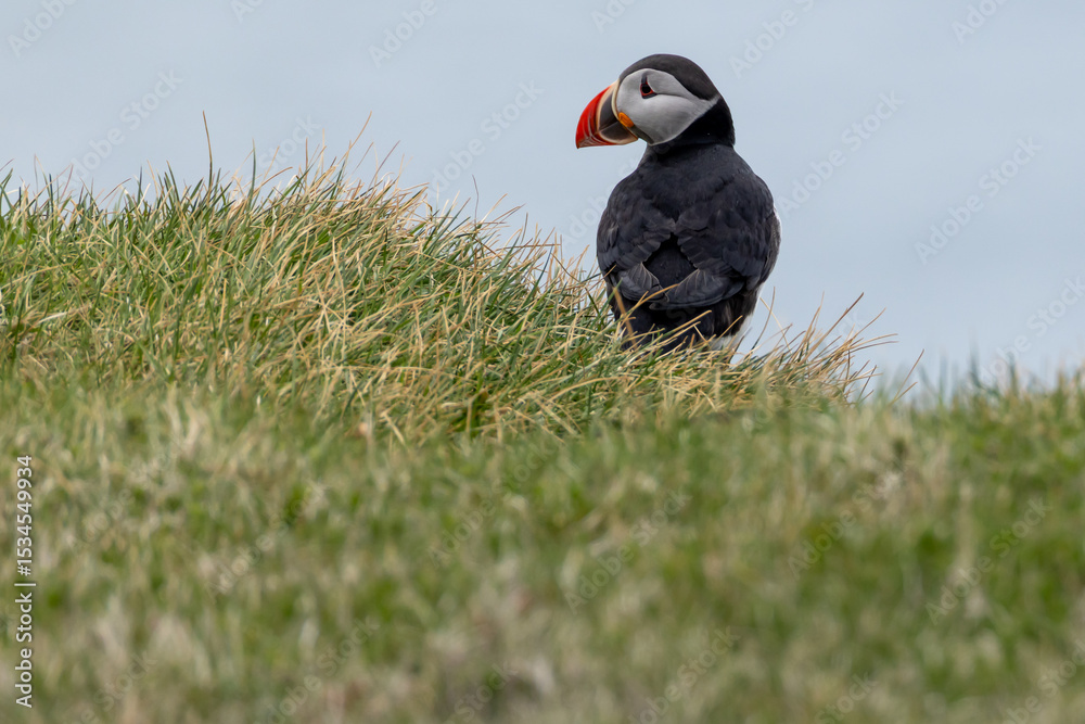 Fototapeta premium Atlantic Puffin profile