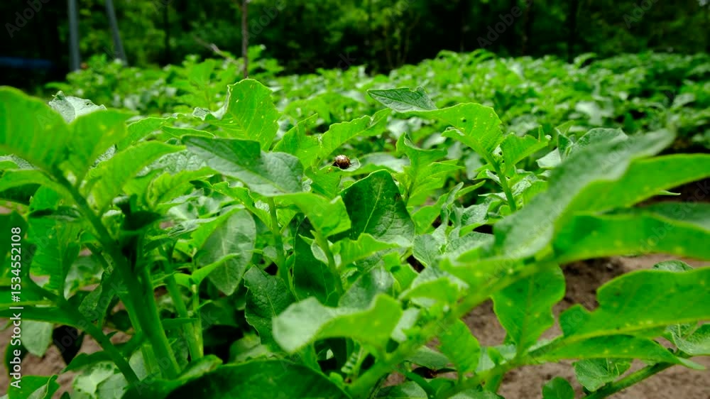Close up shot of invasive beetle bug sitting on top of young potato plant and moving camera away revealing rows of vegetables growing in mounds of soil rich in sand 