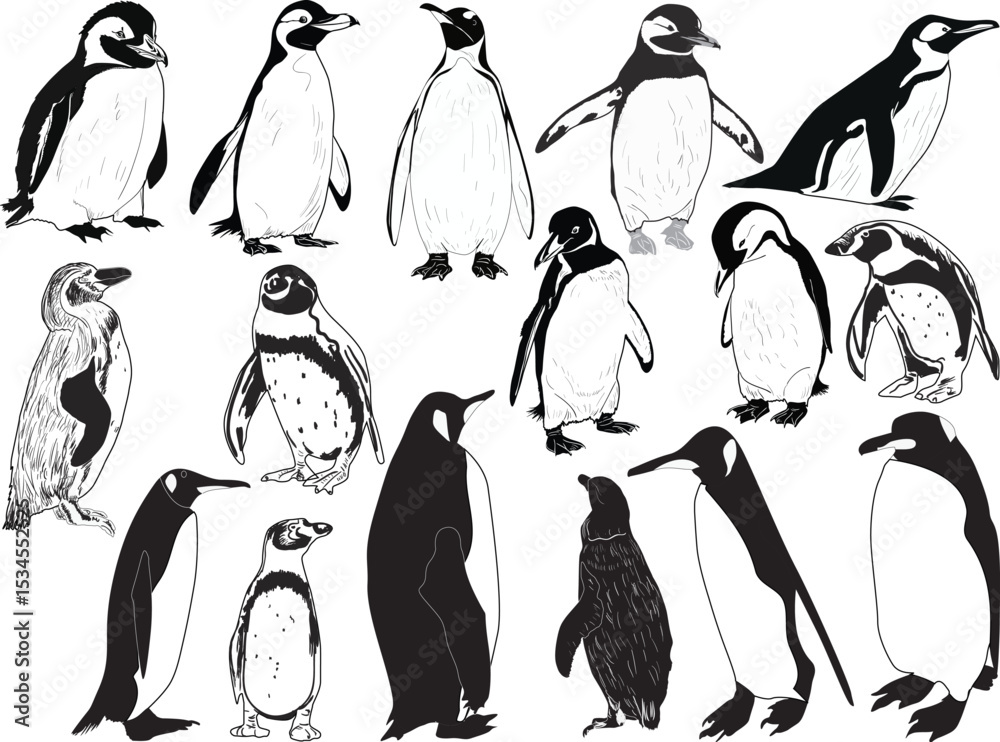 Obraz premium sixteen penguins scetches isolated on white background