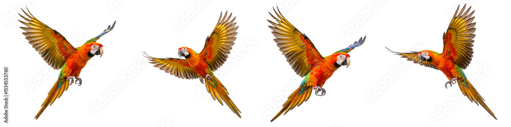 Fototapeta premium Flying Macaw Parrots with Colorful Wings Transparent Background