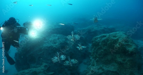 Wallpaper Mural lionfish group hunting silversides underwater ocean behaviour scenery Torontodigital.ca