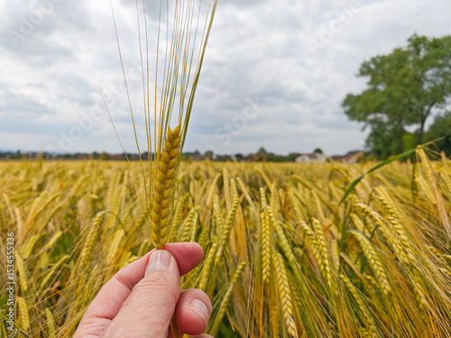 Golden wheat field under a cloudy sky with a hand holding a wheat stalk in the foreground