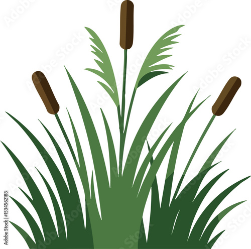 Cattail Plant Vector Illustration with Green Leaves and Brown Flower Spikes 