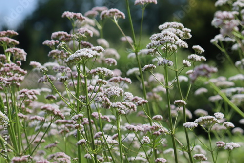 Flowering common valerian (Valeriana officinalis) plants in summer garden