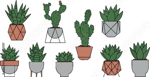 Various succulent and cactus plants in modern geometric pots vector illustration 