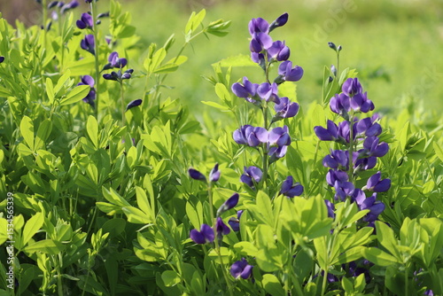 Fototapeta Naklejka Na Ścianę i Meble -  Flowers of blue wild indigo plant (Baptisia australis) in summer garden