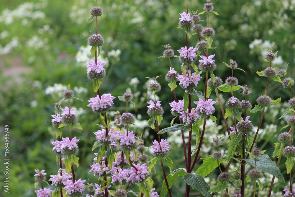Obraz premium Flowers of Tuberous Jerusalem sage (Phlomoides tuberosa, syn. Phlomis tuberosa) in summer garden