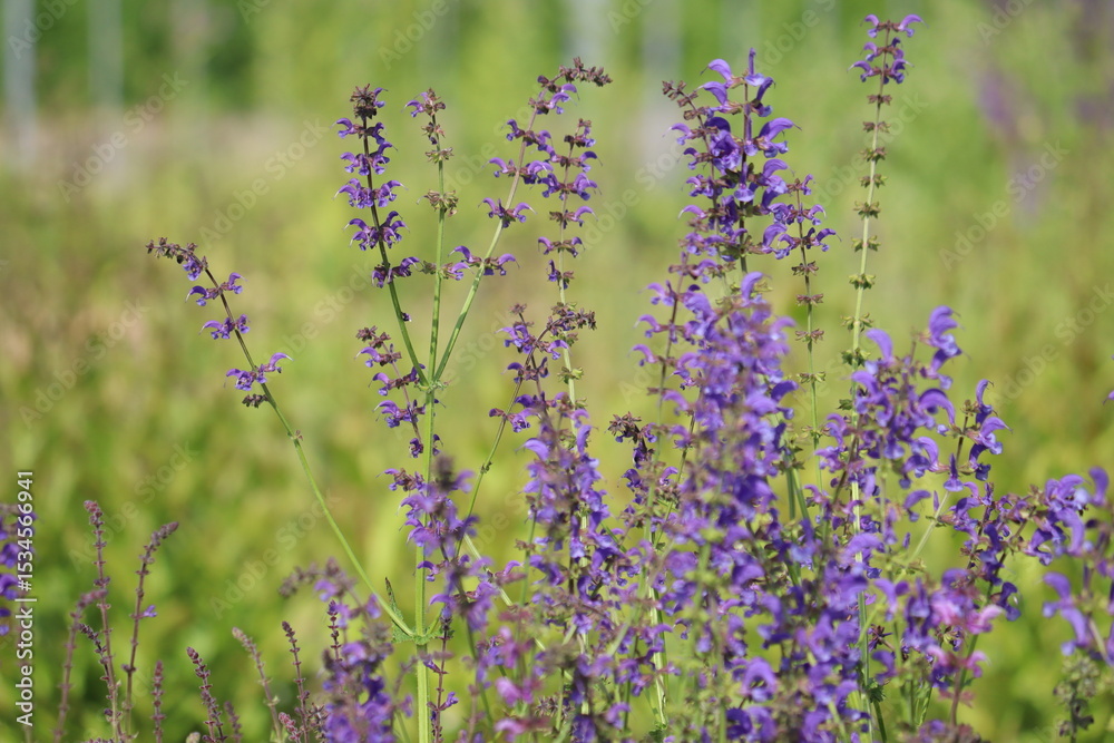 Fototapeta premium Flowers of meadow sage (Salvia pratensis) in summer garden