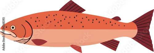 Salmon Fish Illustration with Red and Orange Colors Vector Design 