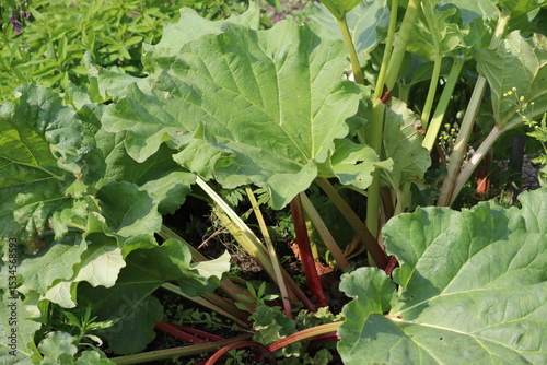 Konstfotografi Green leaves of Rhubarb (Rheum rhabarbarum) in summer garden