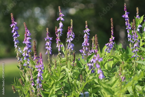 Fototapeta Naklejka Na Ścianę i Meble -  Purple flowers of Eastern Goat's-rue (Galega orientalis) in summer garden