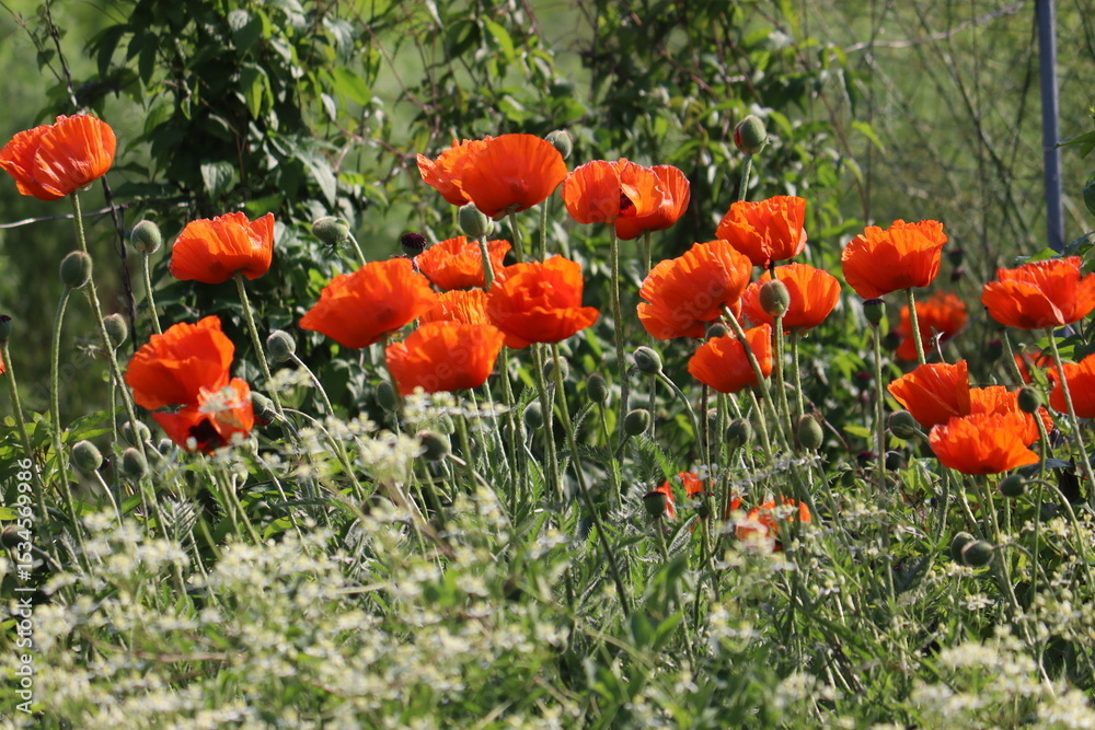 Obraz premium Red flowers of Oriental poppy (Papaver orientale) in summer garden