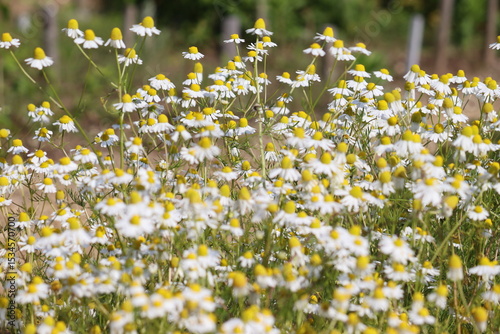 Fototapeta Naklejka Na Ścianę i Meble -  Flowering Wild chamomile (Matricaria chamomilla) plants in summer garden
