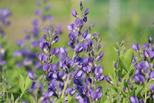 Schilderij op canvas Flowers of blue wild indigo plant (Baptisia australis) in summer garden