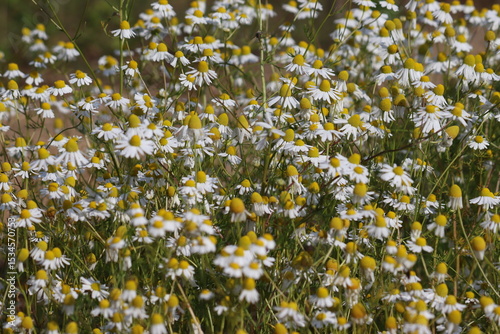 Fototapeta Naklejka Na Ścianę i Meble -  Flowering Wild chamomile (Matricaria chamomilla) plants in summer garden