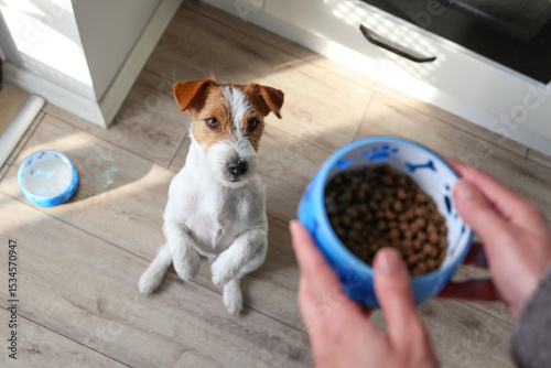 Young woman feeding her dog. Copy space, background.