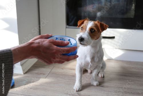 Young woman feeding her dog. Copy space, background.