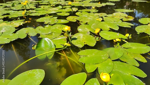 water lilies in the pond on the water lily leaf