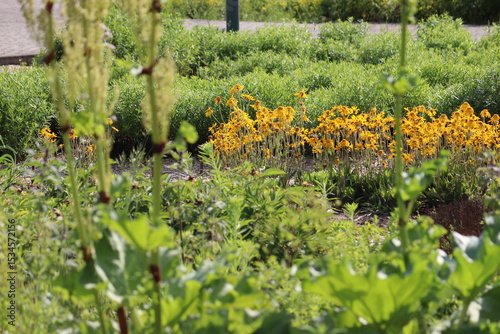Yellow flowers of mountain arnica (Arnica montana) in summer garden