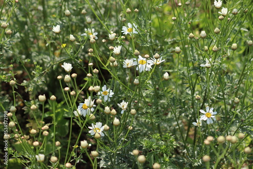 Fototapeta Naklejka Na Ścianę i Meble -  Flowers of Scentless Feverfew (Tanacetum corymbosum) in summer garden