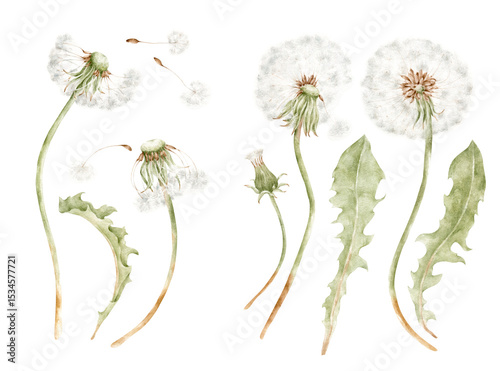 Watercolor Dandelion Flowers and Leaves Illustration, Dandelion PNG