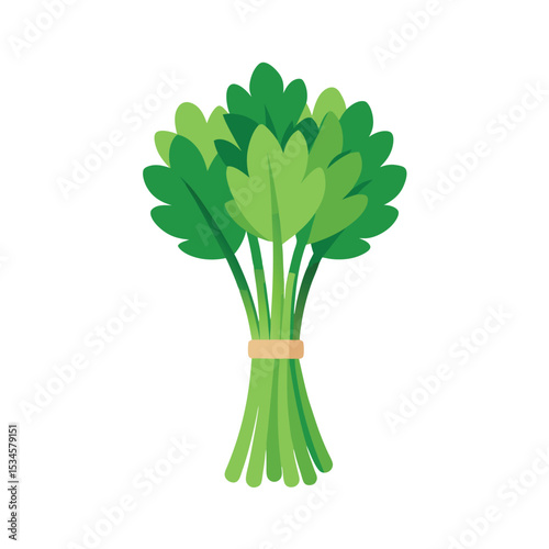 Fresh Parsley Bunch Vibrant Green Herb for Culinary Delights