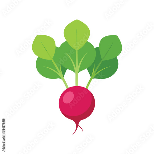 Fresh Radish Vibrant Red Root Vegetable Illustration