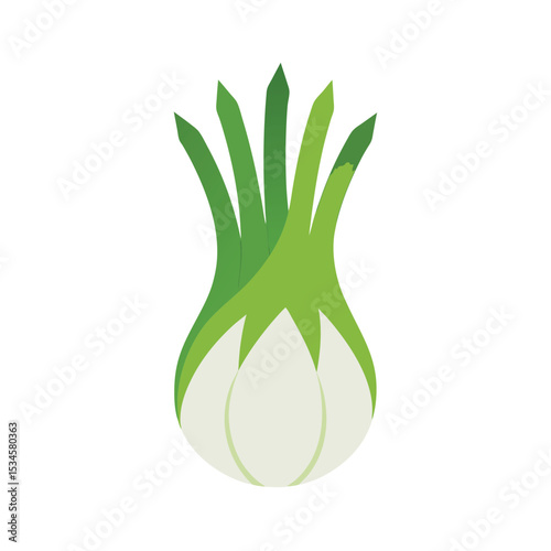 Vibrant Fennel Bulb A Fresh, Healthy, and Versatile Vegetable