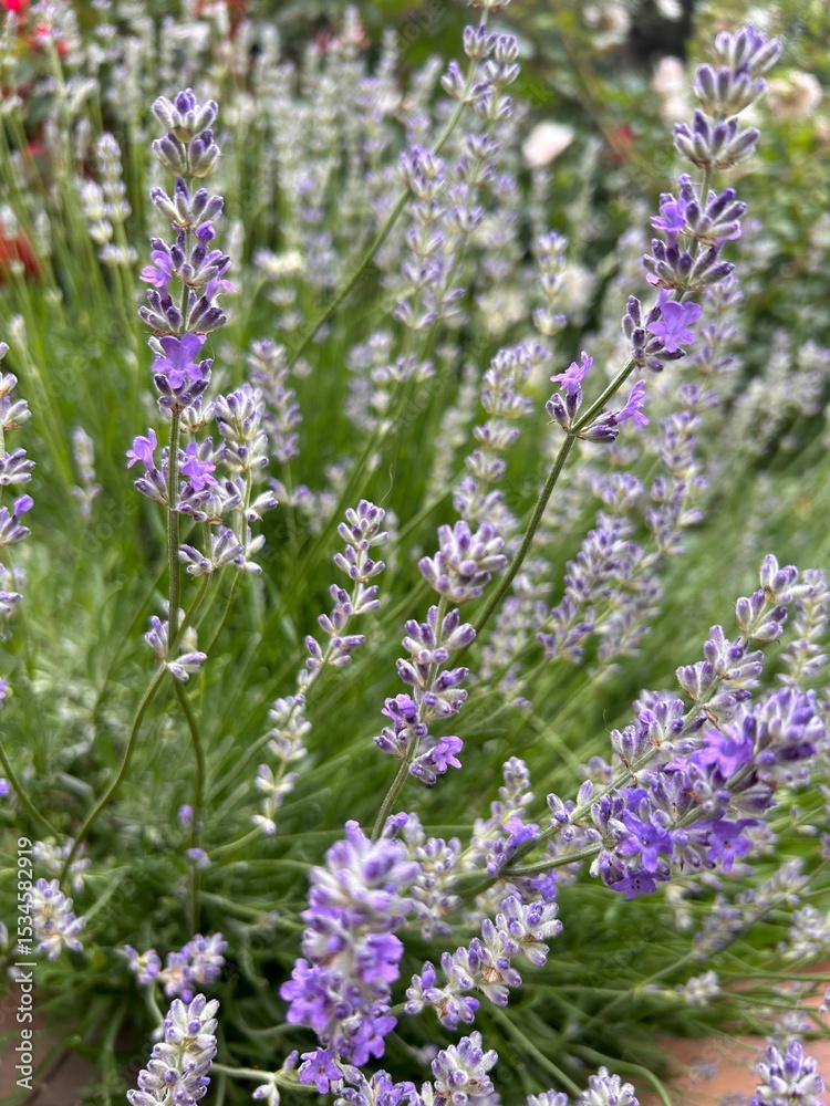 Obraz premium bunch of lavender