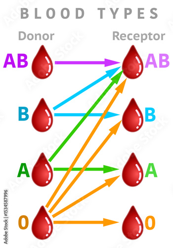 Recipient and donor blood types transfusion schema. A, AB, B, 0  rh group chart graphic, correct colorful arrows. Universal compatible recipient diagram. Vector illustration