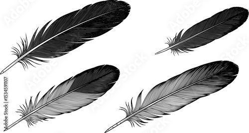 Elegant black feather with detailed barbs and quill on white background
