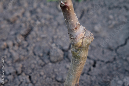 Apple tree sapling, graft on tree trunk close-up